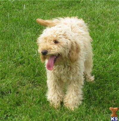 Australian Labradoodles Puppies for Sale
